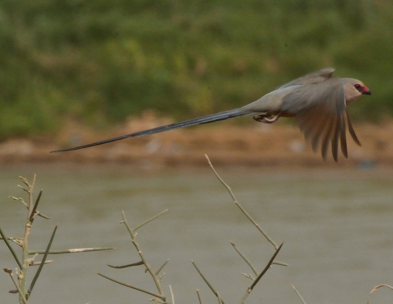 image Blue-naped Mousebird